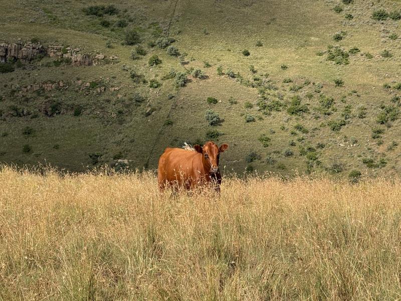 0 Bedroom Property for Sale in Fouriesburg Free State